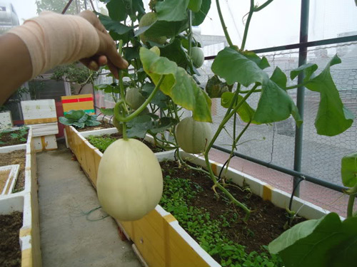 Công[-]nghệ[-]mới:[-]Vào[-]Internet[-]trồng[-]dưa[-]lê[-]!